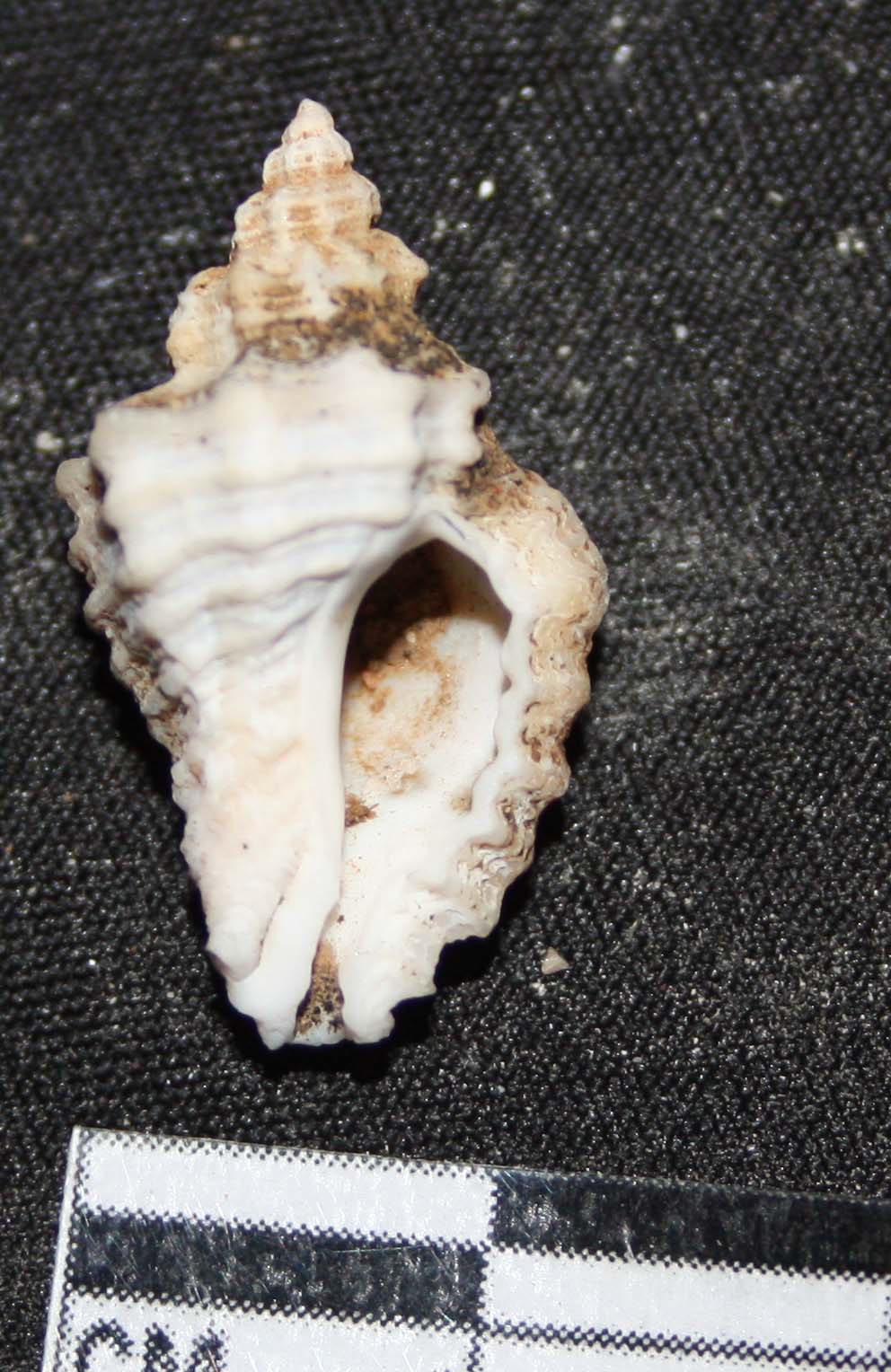 Gasteropode pleistocene